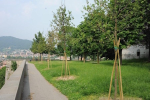 Be Tree - Quartieri Verdi - Segnalare la piantumazione di nuovi alberi