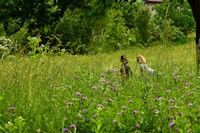 Greenway_d